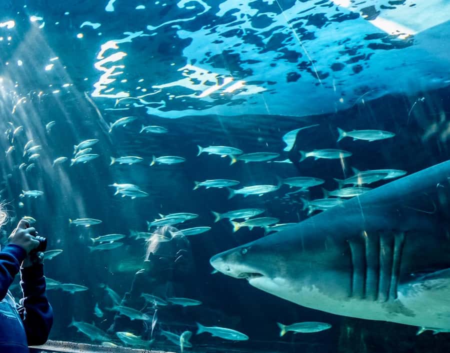 Cape Town City Pass: Save Over 50% on 80+ Top Attractions - Table Mountain, the Castle, and Cape Town’s headline sights