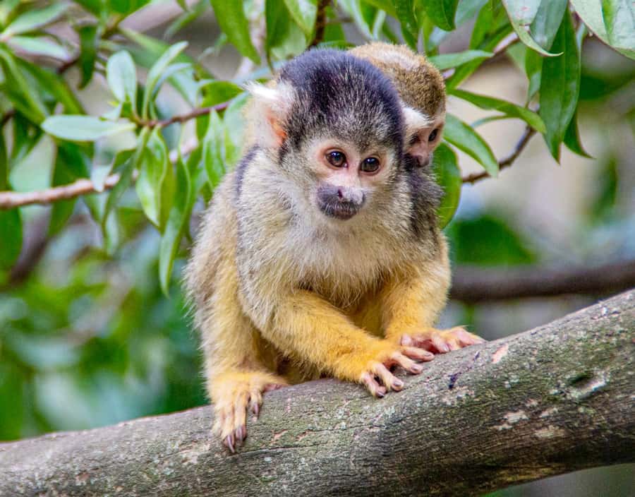 Cape Town City Pass: Save Over 50% on 80+ Top Attractions - Wildlife and outdoor choices