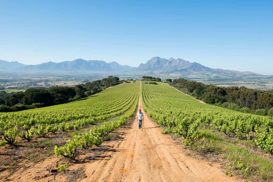 Cape Town: Full-Day Winelands Tour with Wine Tastings & Food - Stellenbosch adds Pinotage and a wider view of South African wine
