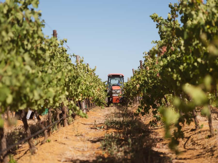 Cape Town: Full-Day Winelands Tour with Wine Tastings & Food - Is $121 fair value?