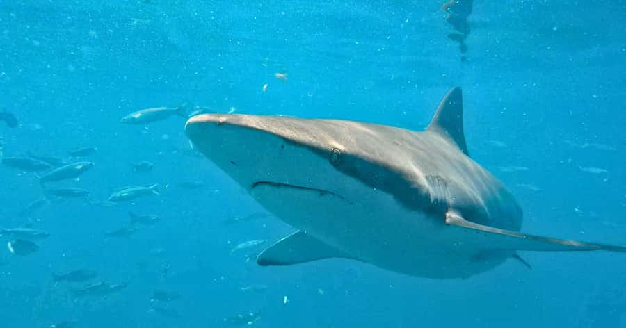 Cape Town: Gansbaai Eco-Friendly Shark Cage Diving Cruise - Gansbaai turns a Cape Town day trip into a marine safari