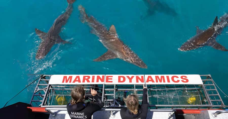 Cape Town: Gansbaai Eco-Friendly Shark Cage Diving Cruise - A boat built for the cage encounter