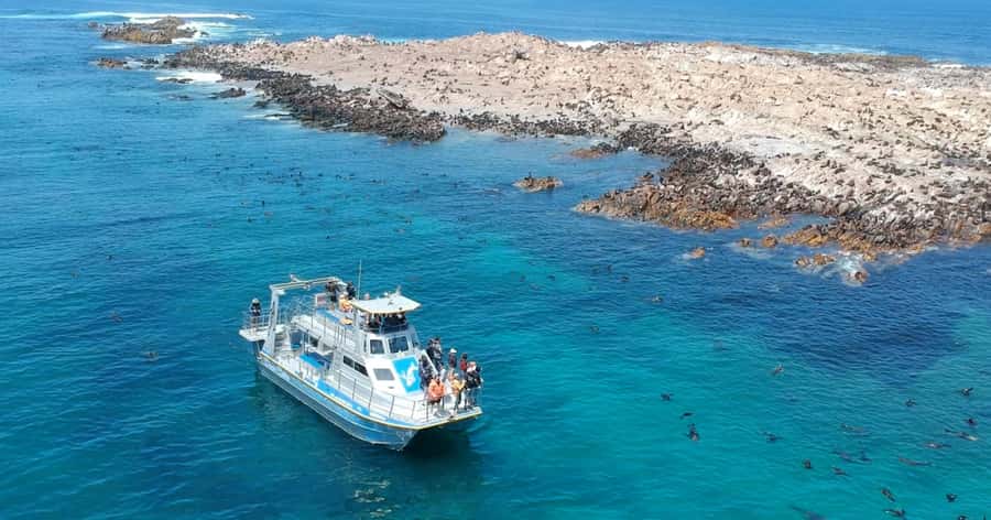 Cape Town: Gansbaai Eco-Friendly Shark Cage Diving Cruise - Bronze whalers, great whites, and the wildlife lottery