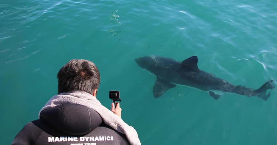 Cape Town: Gansbaai Eco-Friendly Shark Cage Diving Cruise - Why the conservation work adds real value
