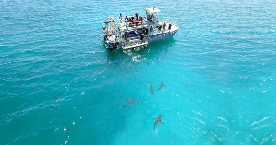 Cape Town: Gansbaai Eco-Friendly Shark Cage Diving Cruise - Is $237 good value?