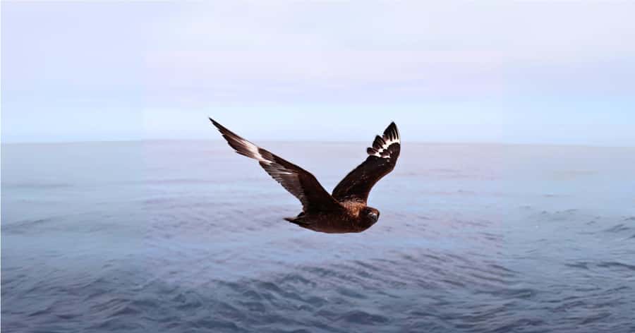 Cape Town: Gansbaai Eco-Friendly Shark Cage Diving Cruise - Who should book this Gansbaai trip?