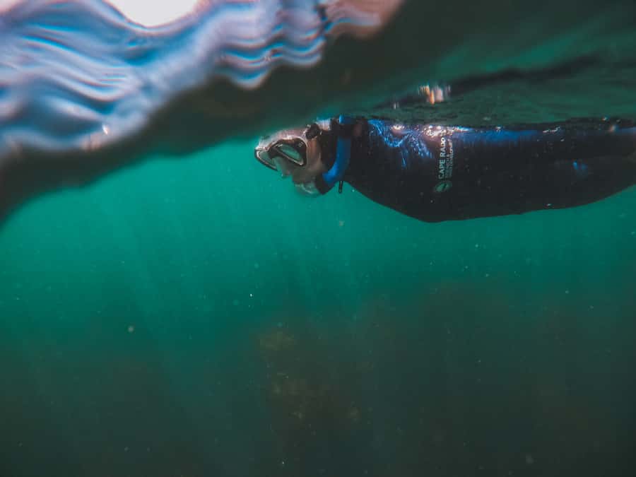 Cape Town: Great African Sea Forest Guided Snorkel - Booking value and cancellation flexibility