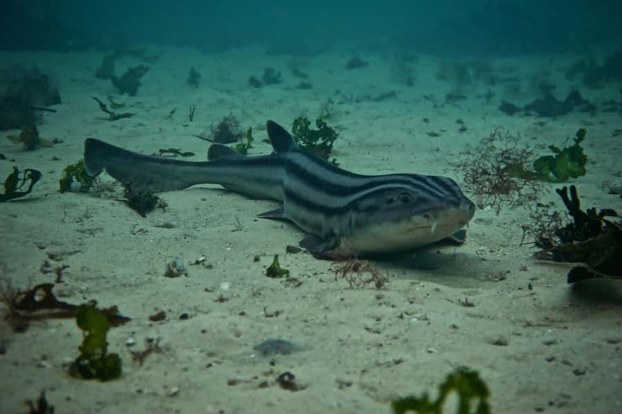 Cape Town: Great African Sea Forest Guided Snorkel - Meeting the Cape RADD team at False Bay