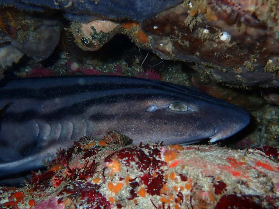 Cape Town: Great African Sea Forest Guided Snorkel - Helping with shark research