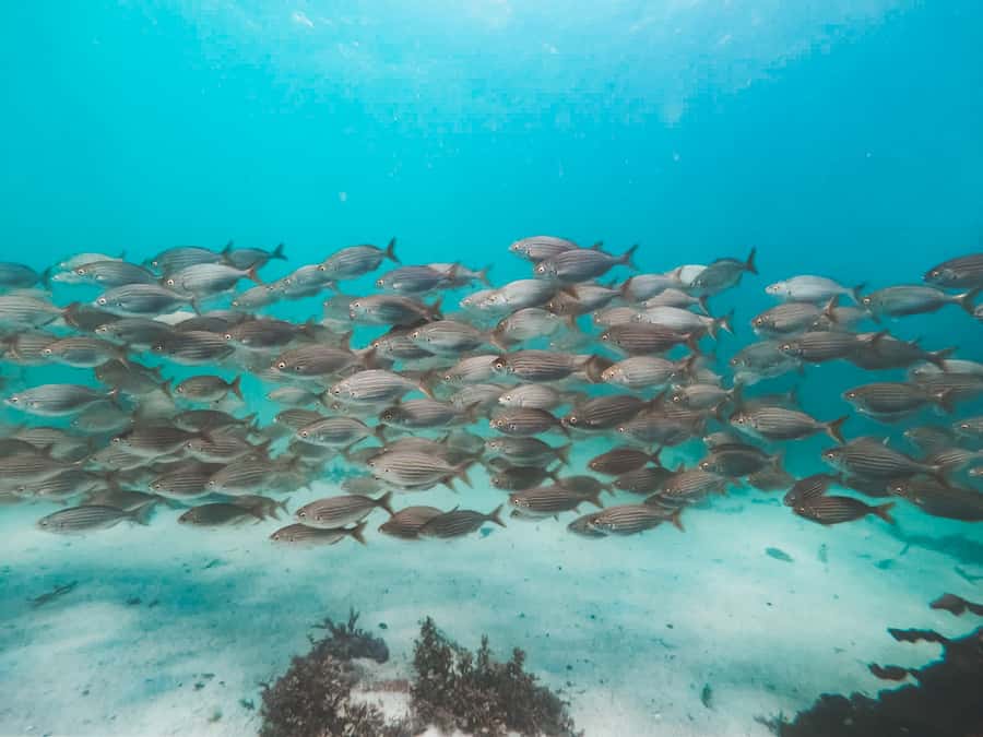 Cape Town: Great African Sea Forest Guided Snorkel - The guide makes the difference