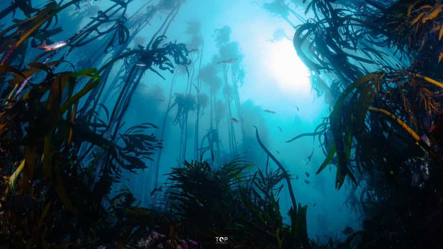 Cape Town: Great African Sea Forest Guided Snorkel - Equipment, photos, and the practical details
