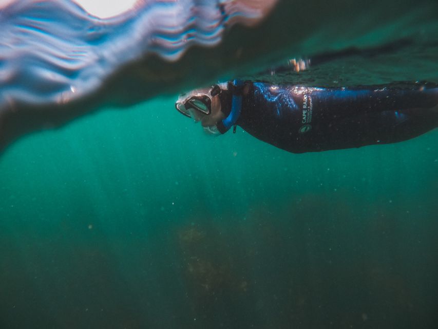 Cape Town: Great African Sea Forest Guided Snorkel - Who will enjoy this most
