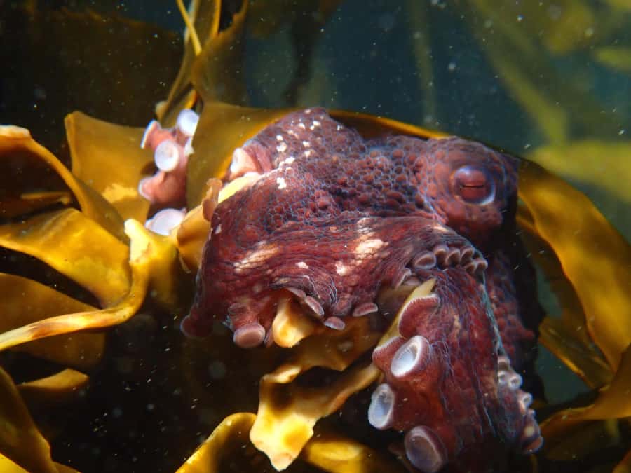Cape Town: Great African Sea Forest Guided Snorkel - How the two hours are used