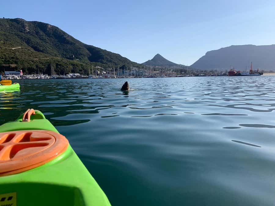 Cape Town: Guided Kayaking in Hout Bay - Getting wet, staying warm, and managing the effort
