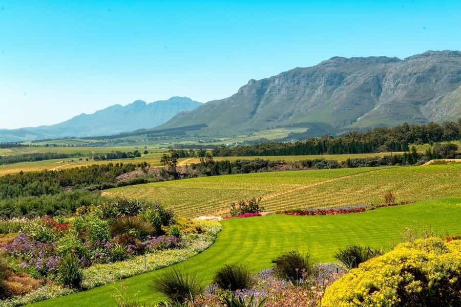 Cape Town: Guided Winelands Tour & Tasting in Stellenbosch - Key points to know before you book