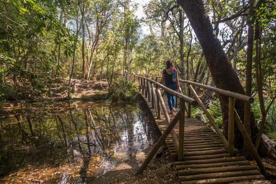 Cape Town: Kirstenbosch Botanical Garden Entry Ticket - Why Kirstenbosch deserves a full day