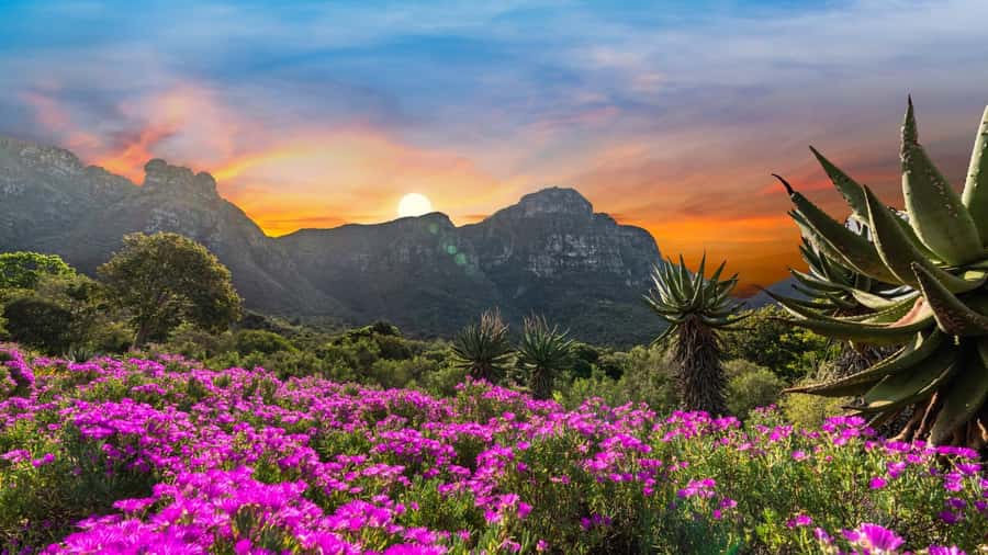 Cape Town: Kirstenbosch Botanical Garden Entry Ticket - Starting beneath Table Mountain