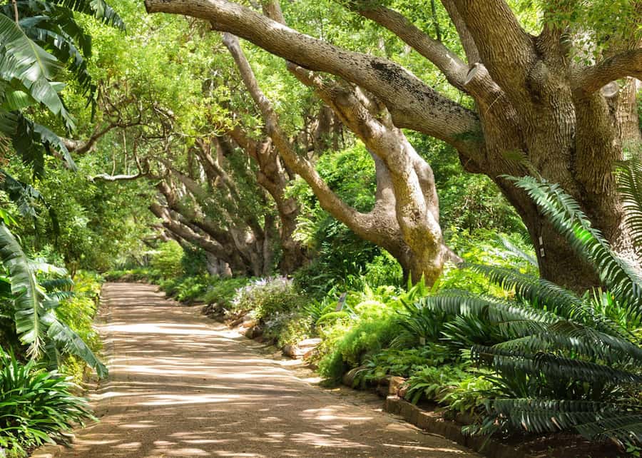Cape Town: Kirstenbosch Botanical Garden Entry Ticket - Fynbos, Waterwise, and Succulent gardens