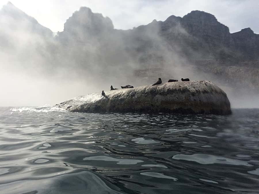 Cape Town: Marine Big 5 Ocean Safari from V&A Waterfront - What the 90-minute timing means