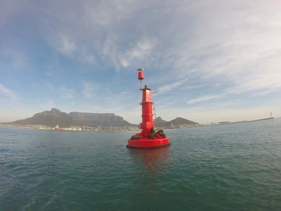 Cape Town: Marine Big 5 Ocean Safari from V&A Waterfront - The best season depends on what you want to see