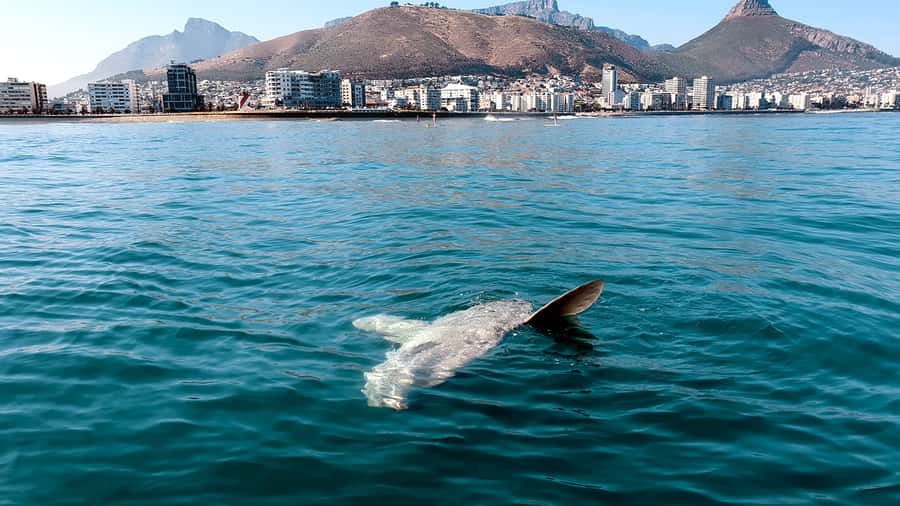 Cape Town: Marine Big 5 Ocean Safari from V&A Waterfront - Who should book this ocean safari?