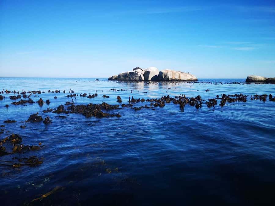 Cape Town: Marine Big 5 Ocean Safari from V&A Waterfront - Practical details before you go