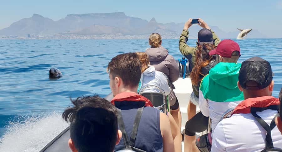 Cape Town: Marine Big 5 Ocean Safari from V&A Waterfront - Cape Town’s Atlantic coast from the water