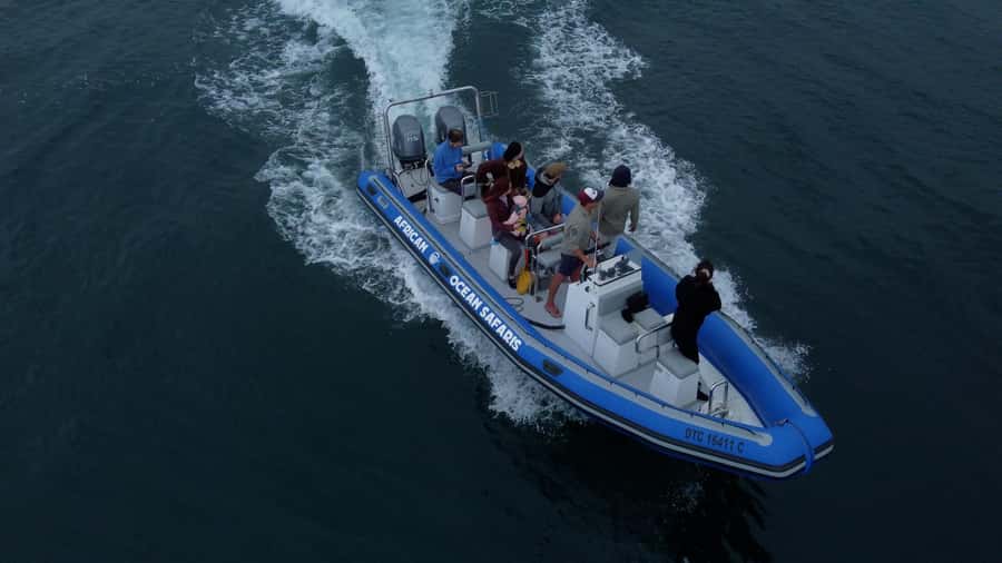 Cape Town: Marine Biologist Led Safari Tour - V&A Waterfront - A marine safari with Cape Town as the backdrop