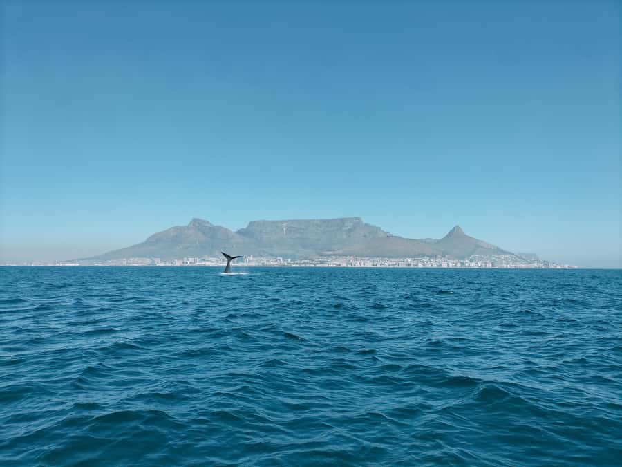Cape Town: Marine Biologist Led Safari Tour - V&A Waterfront - What the small RIB changes