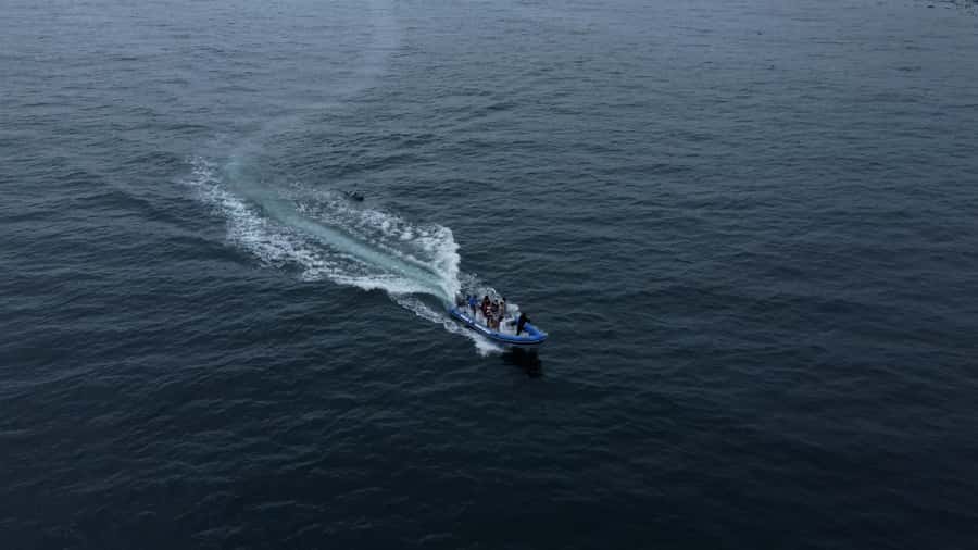 Cape Town: Marine Biologist Led Safari Tour - V&A Waterfront - Wildlife sightings in Table Bay