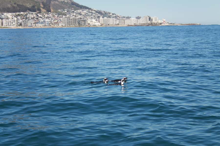 Cape Town: Marine Biologist Led Safari Tour - V&A Waterfront - The guide adds more than animal names