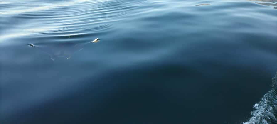 Cape Town: Marine Biologist Led Safari Tour - V&A Waterfront - Who will enjoy this most