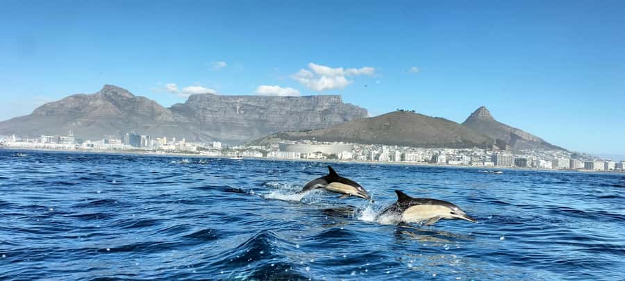 Cape Town: Marine Biologist Led Safari Tour - V&A Waterfront - Starting at the Marina Swing Bridge
