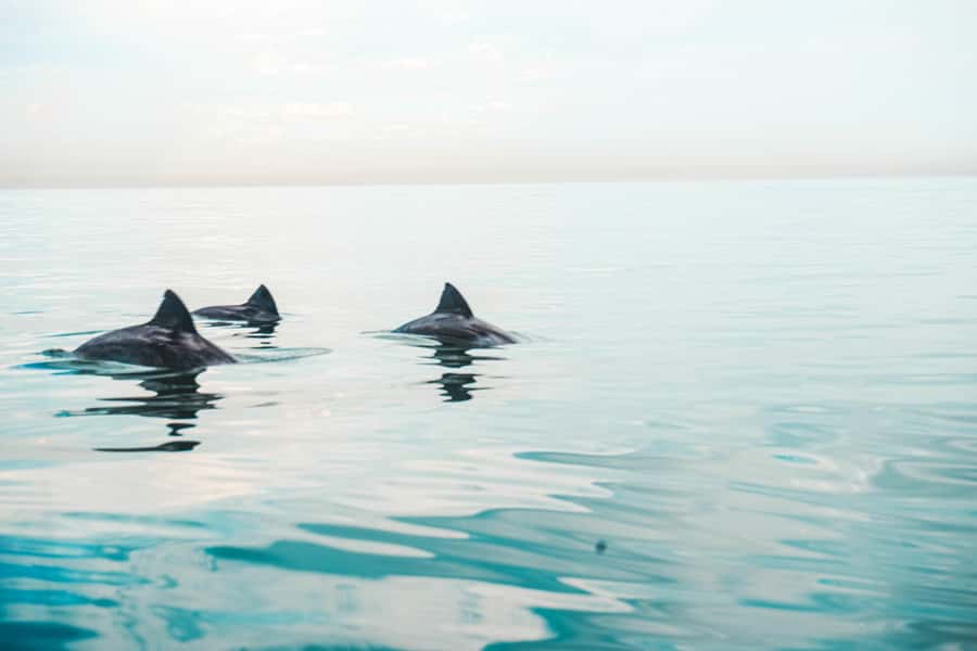 Cape Town: Marine Life Kayak Tour From the V&A Waterfront - Key points before you book