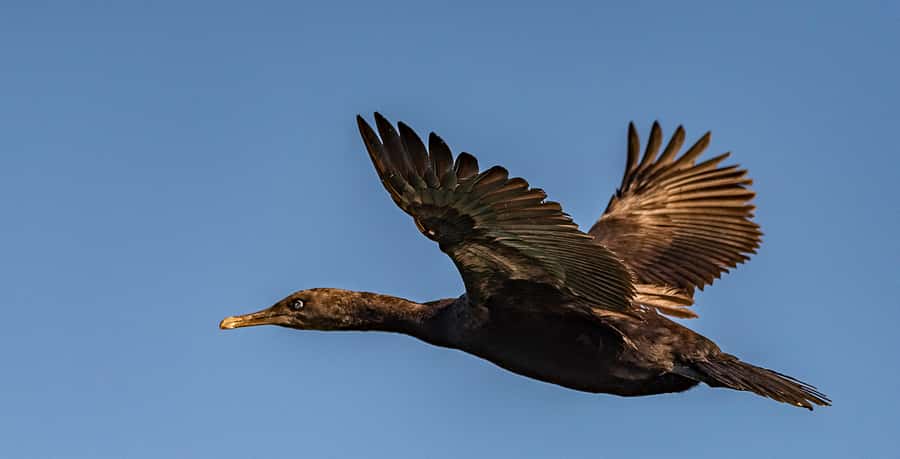 Cape Town: Marine Wildlife Tour from the V&A Waterfront - Should you book the African Eagle marine wildlife tour?