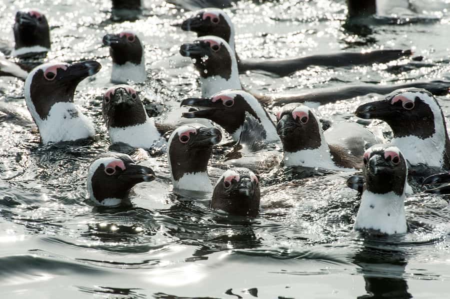 Cape Town: Marine Wildlife Tour from the V&A Waterfront - What the 90 minutes feel like