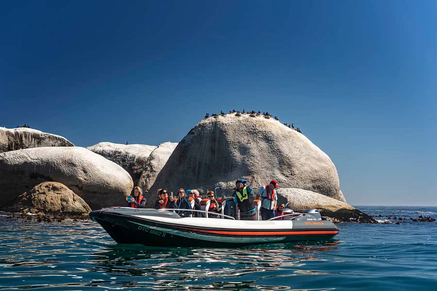 Cape Town: Marine Wildlife Tour from the V&A Waterfront - Whales and the best months to look