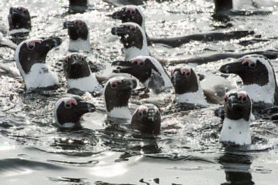 Cape Town: Marine Wildlife Tour from the V&A Waterfront - Seals, penguins and the smaller surprises