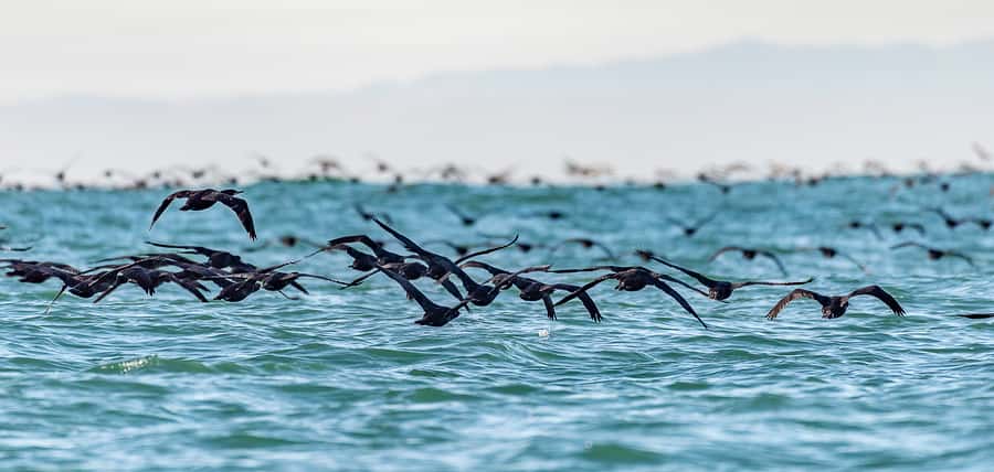 Cape Town: Marine Wildlife Tour from the V&A Waterfront - Why the guide matters