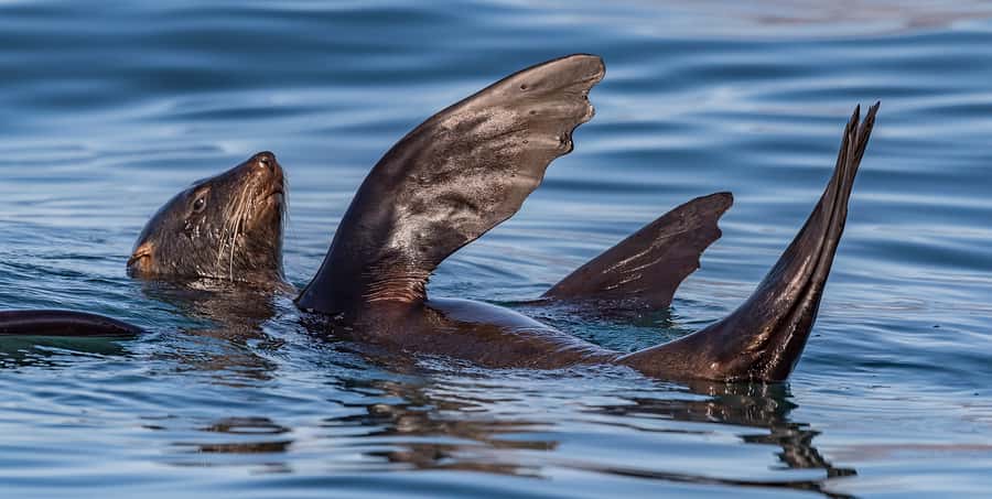 Cape Town: Marine Wildlife Tour from the V&A Waterfront - Boat comfort, spray and boarding