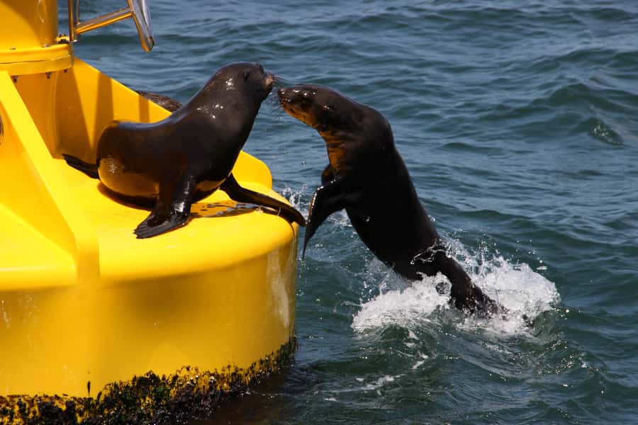 Cape Town: Marine Wildlife Tour from the V&A Waterfront - Is $61 good value?