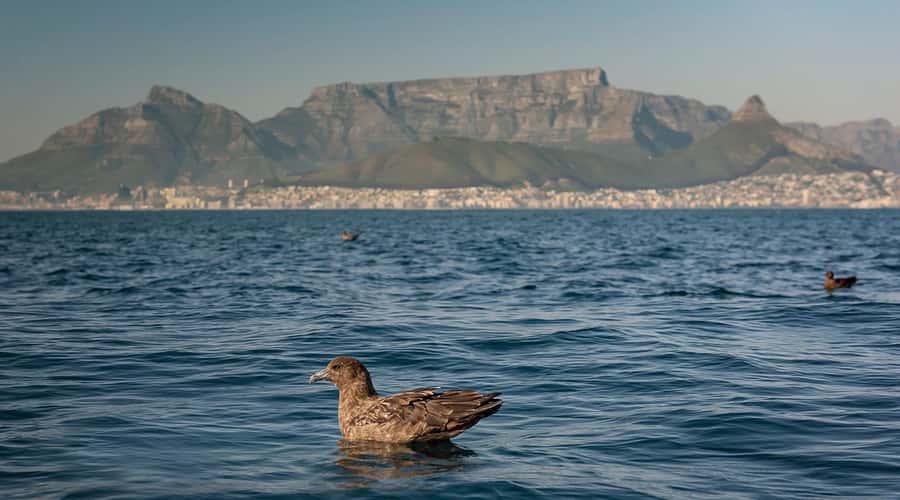 Cape Town: Marine Wildlife Tour from the V&A Waterfront - Who should book this boat trip?