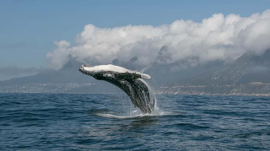 Cape Town: Ocean Safari in Hout Bay - What you may see beneath the water