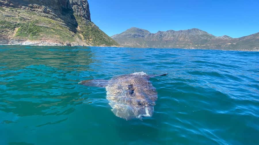 Cape Town: Ocean Safari in Hout Bay - The cold-water question: what the 5mm wetsuit means
