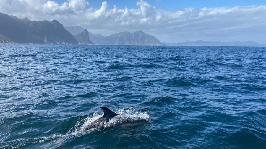 Cape Town: Ocean Safari in Hout Bay - Is the $186 price fair?