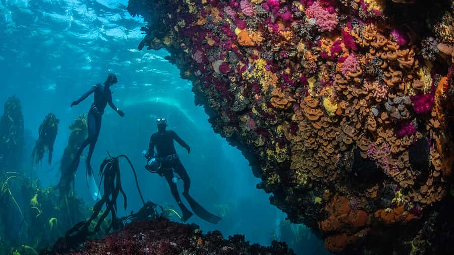 Cape Town: Ocean Safari in Hout Bay - What to bring and what not to expect