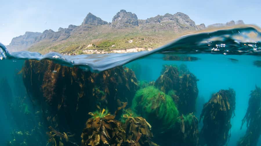 Cape Town: Ocean Safari in Hout Bay - The Hout Bay boat ride beneath Table Mountain National Park
