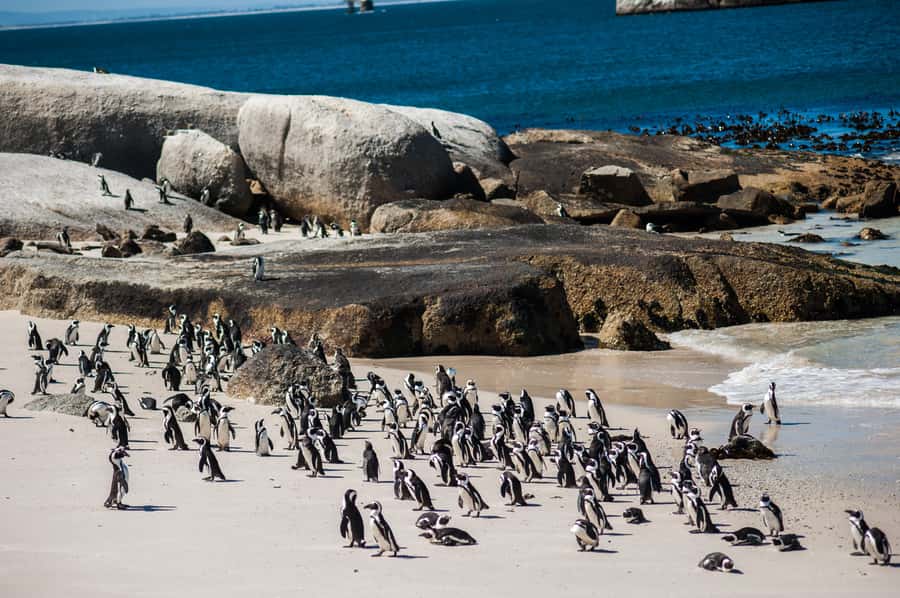 Cape Town: Penguin Watching at Boulders Beach Half Day Tour - Key points at a glance