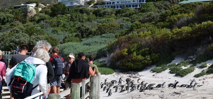Cape Town: Penguin Watching at Boulders Beach Half Day Tour - Why the penguin time matters