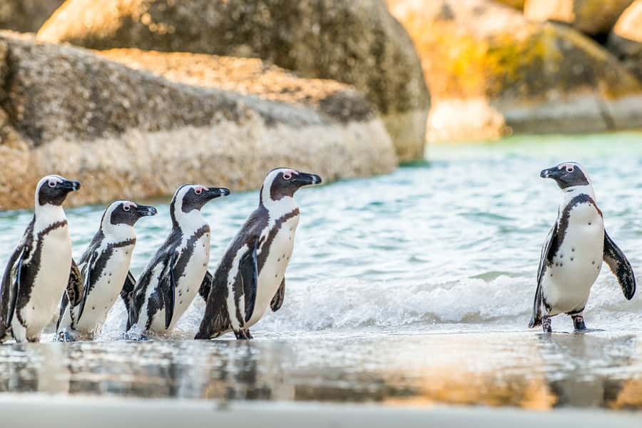 Cape Town: Penguin Watching at Boulders Beach Half Day Tour - Chapmans Peak Drive by minivan